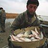 Spawning Extinction?: Once abundant fish source now decreased in Lake Sevan