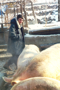 Artur Grigoryan's brother tends livestock while Artur is in prison